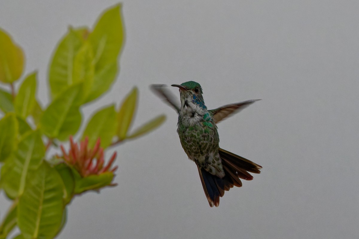 safirstrupekolibri - ML634968784