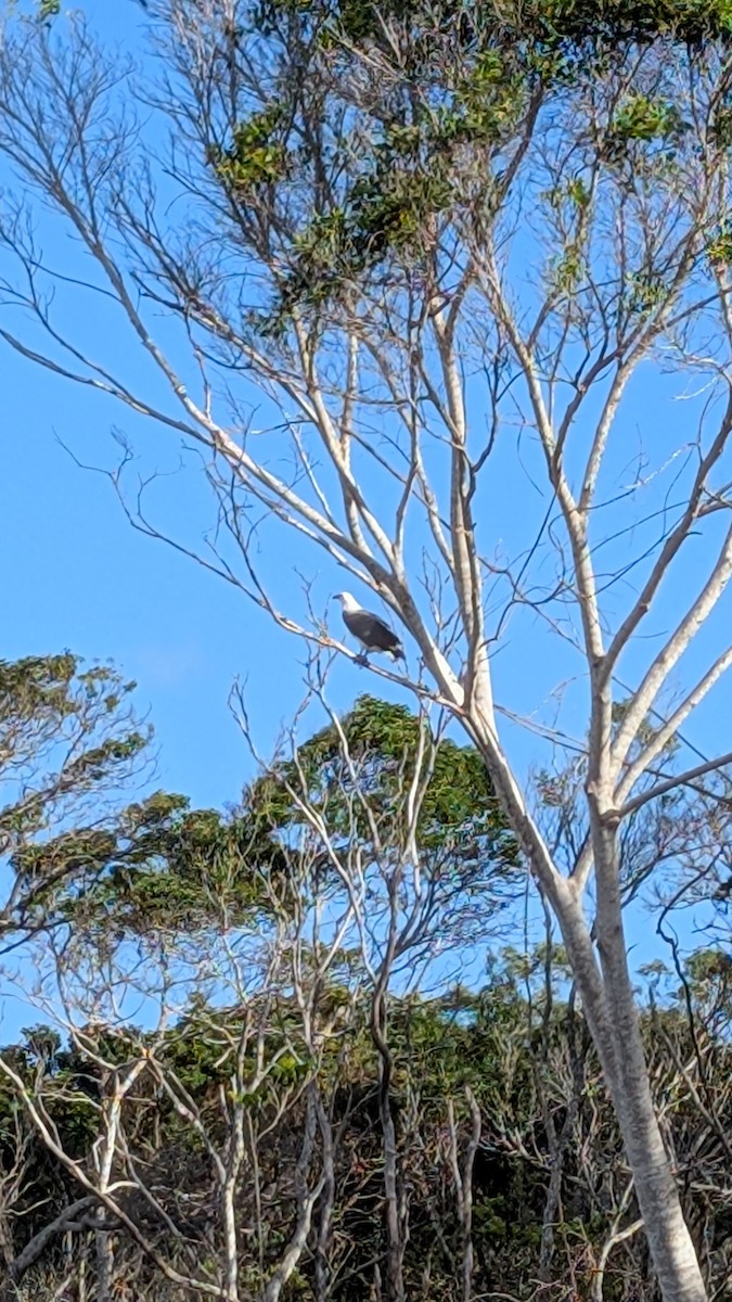 White-bellied Sea-Eagle - ML634968810