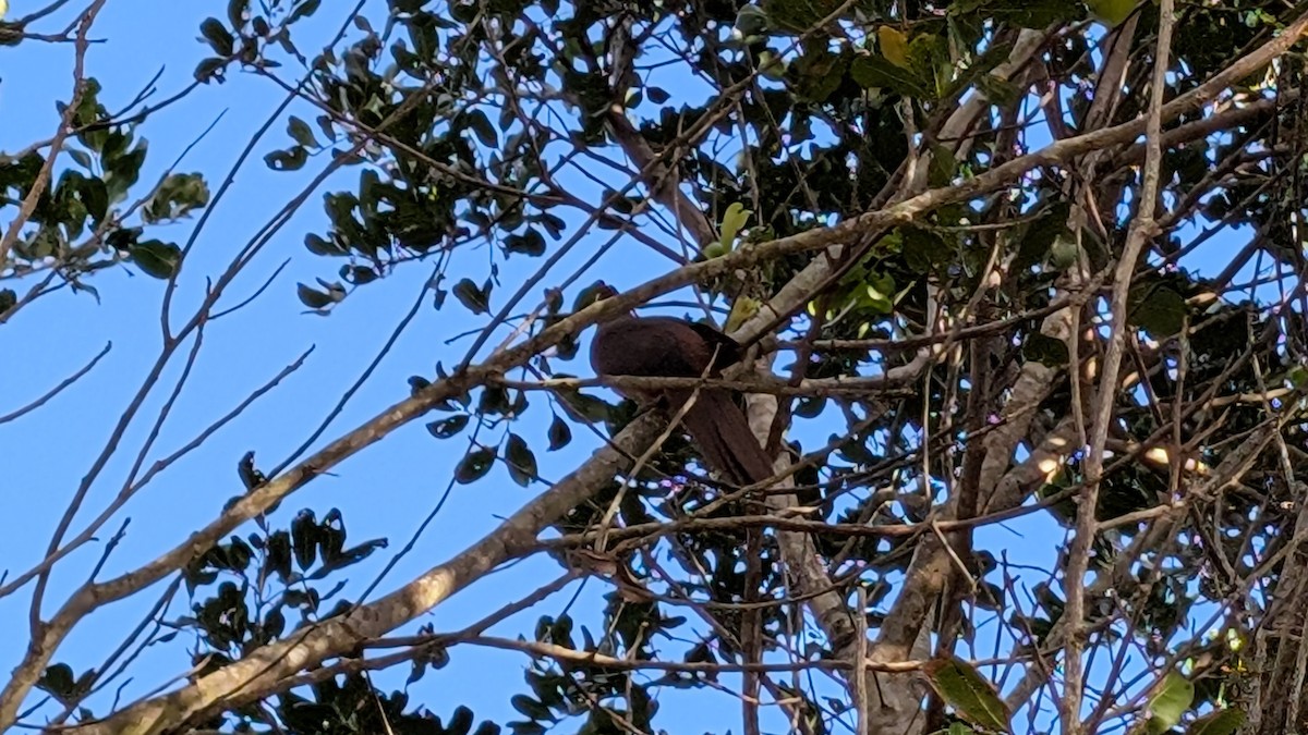Brown Cuckoo-Dove - ML634968825