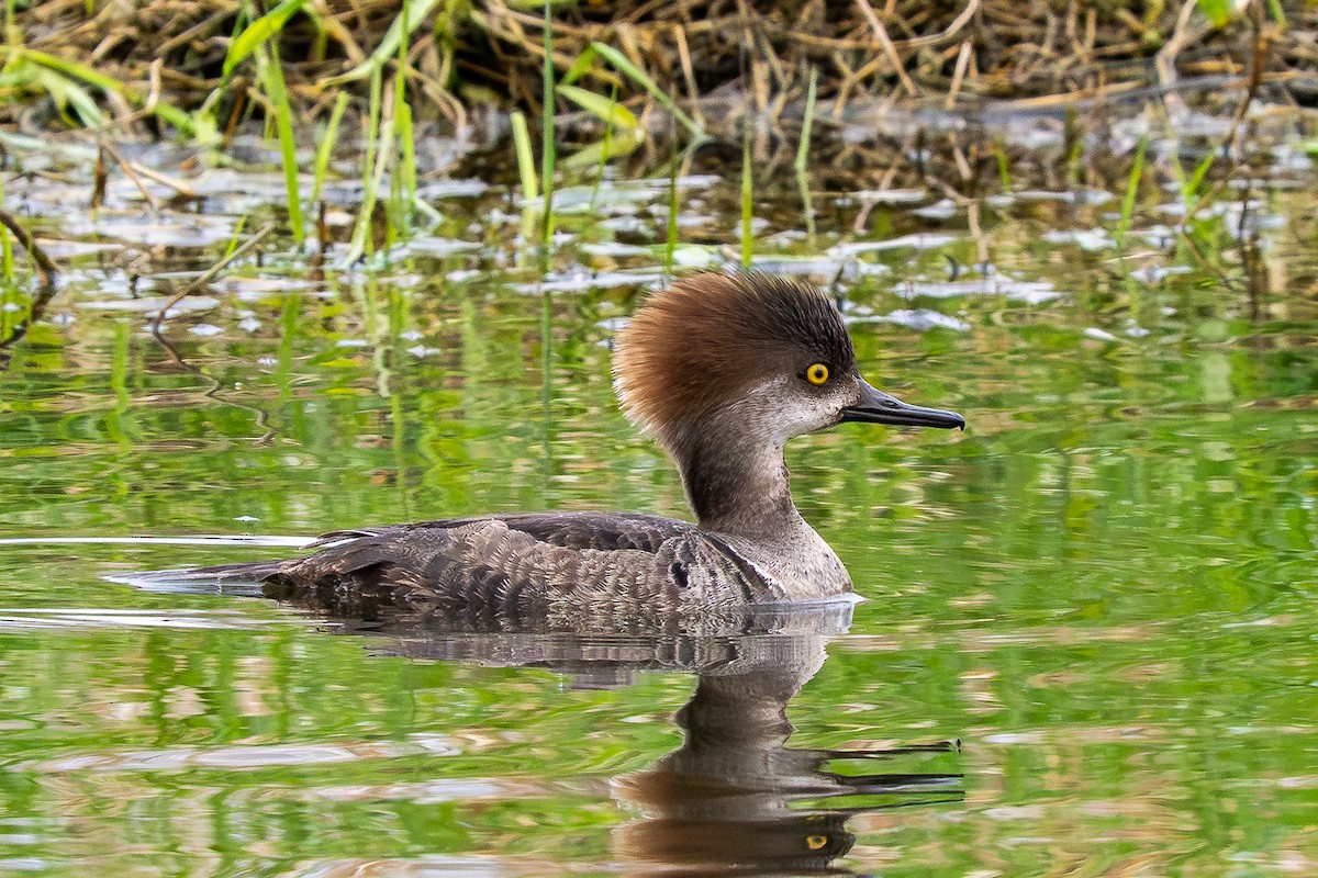 Hooded Merganser - ML634968857
