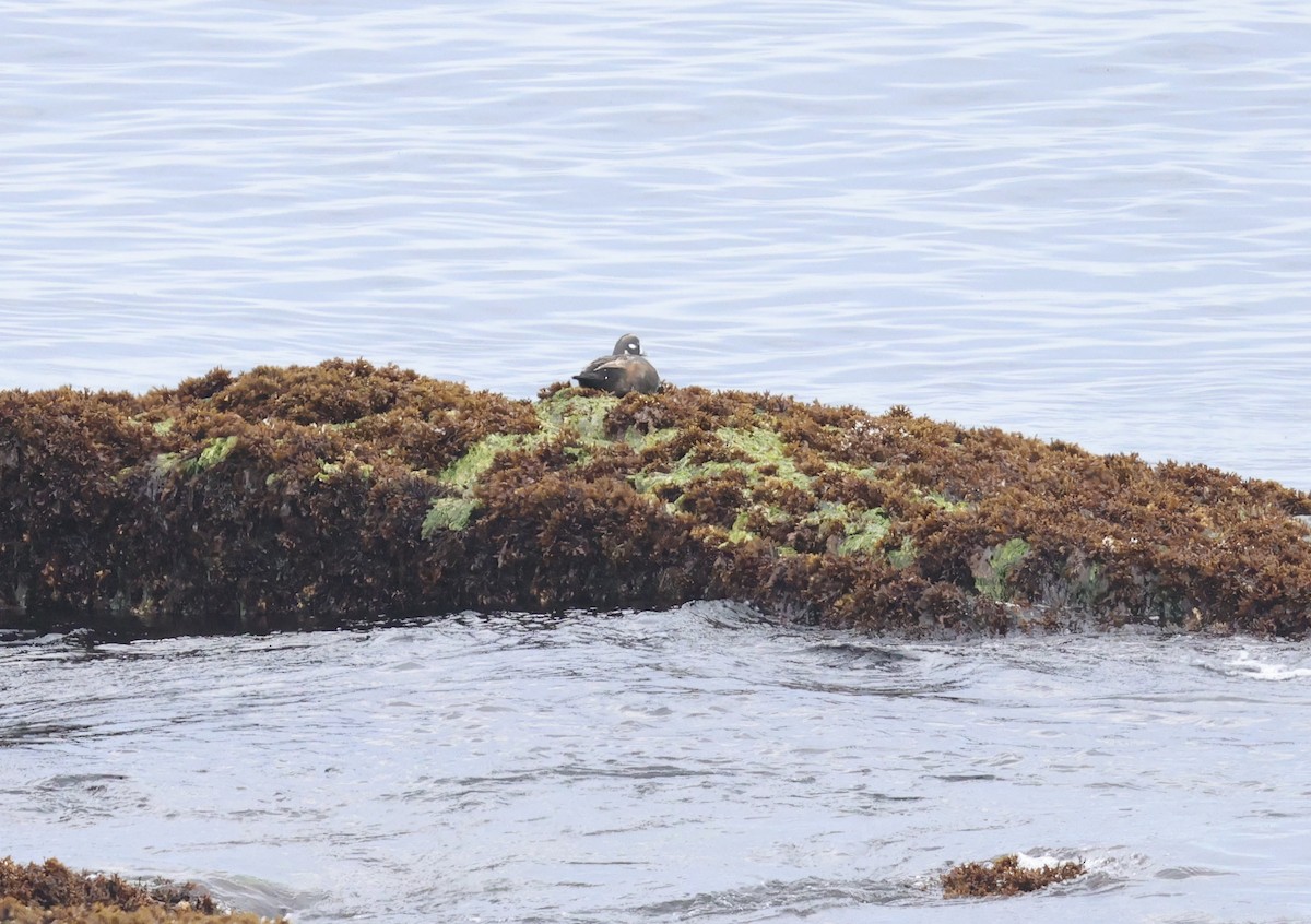 kačka strakatá - ML634968912