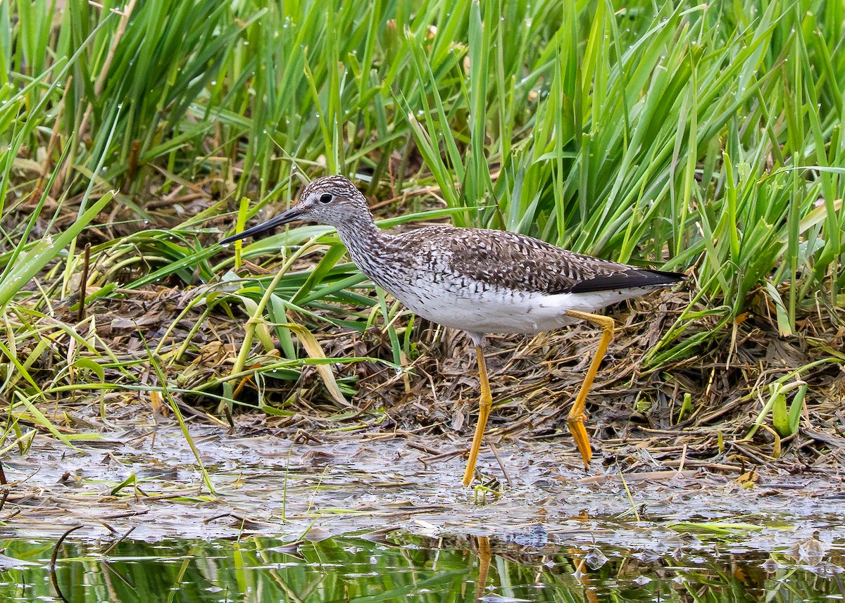 Greater Yellowlegs - ML634968951