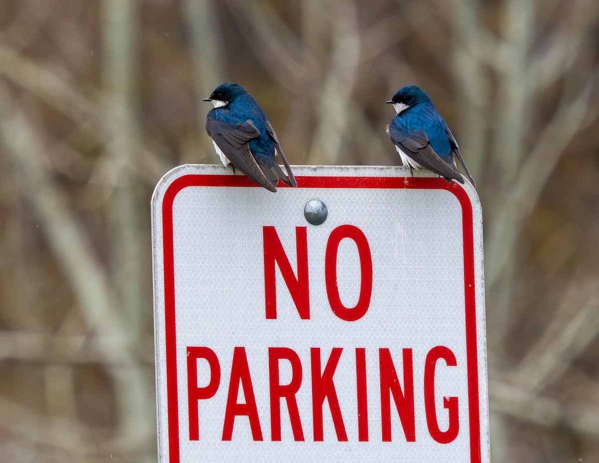 Tree Swallow - ML634969022