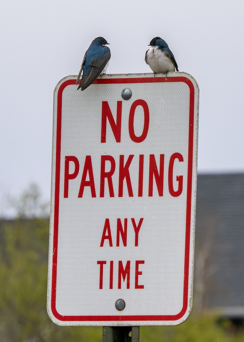 Tree Swallow - ML634969023