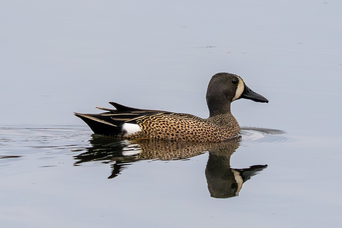 Blue-winged Teal - ML634969050