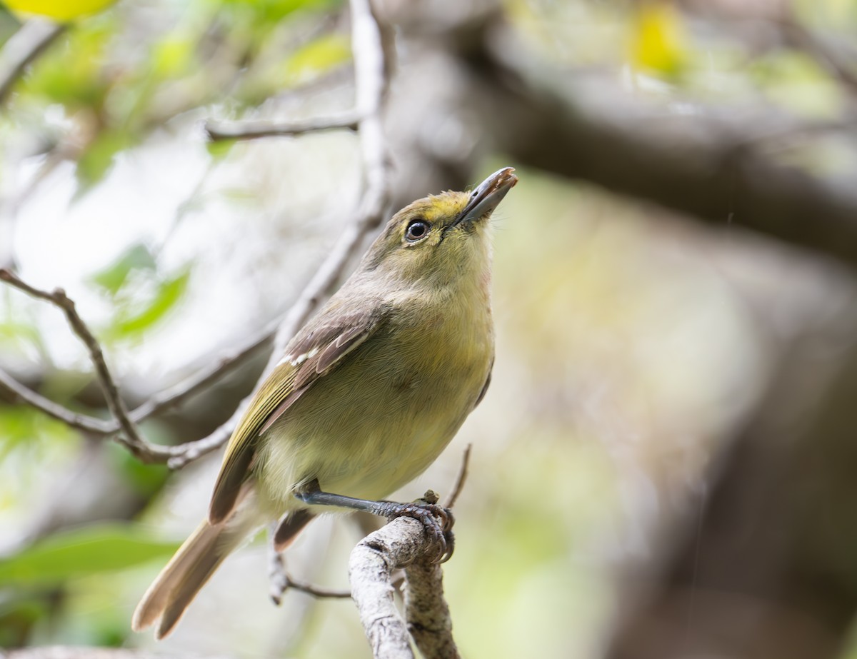 Vireo Piquigrueso - ML634969174