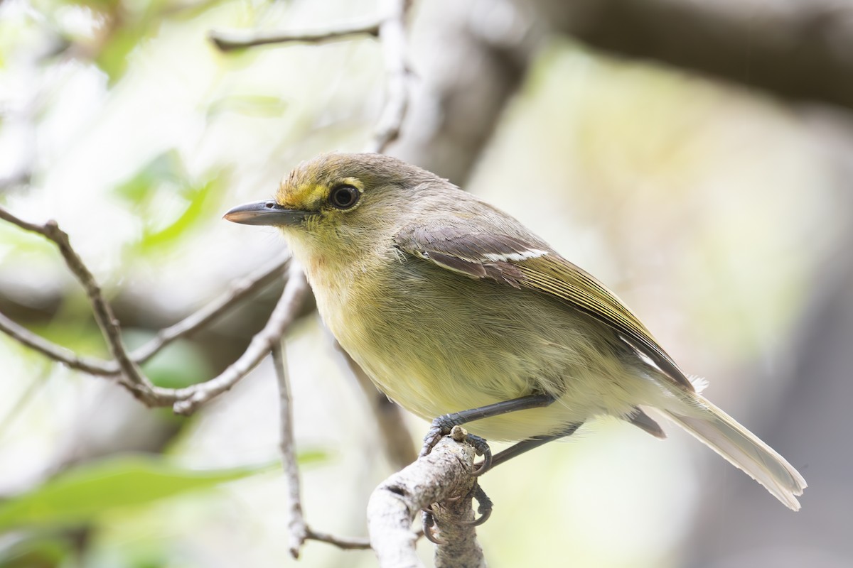 Vireo Piquigrueso - ML634969175