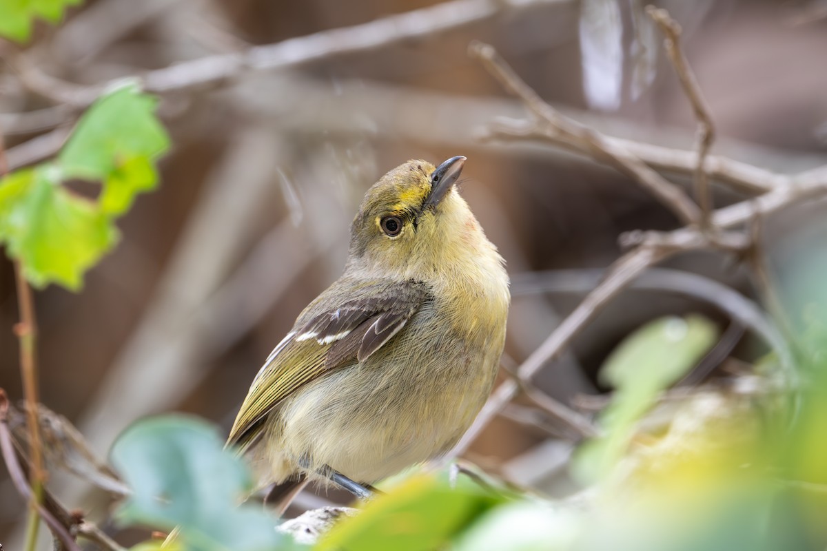 Vireo Piquigrueso - ML634969177