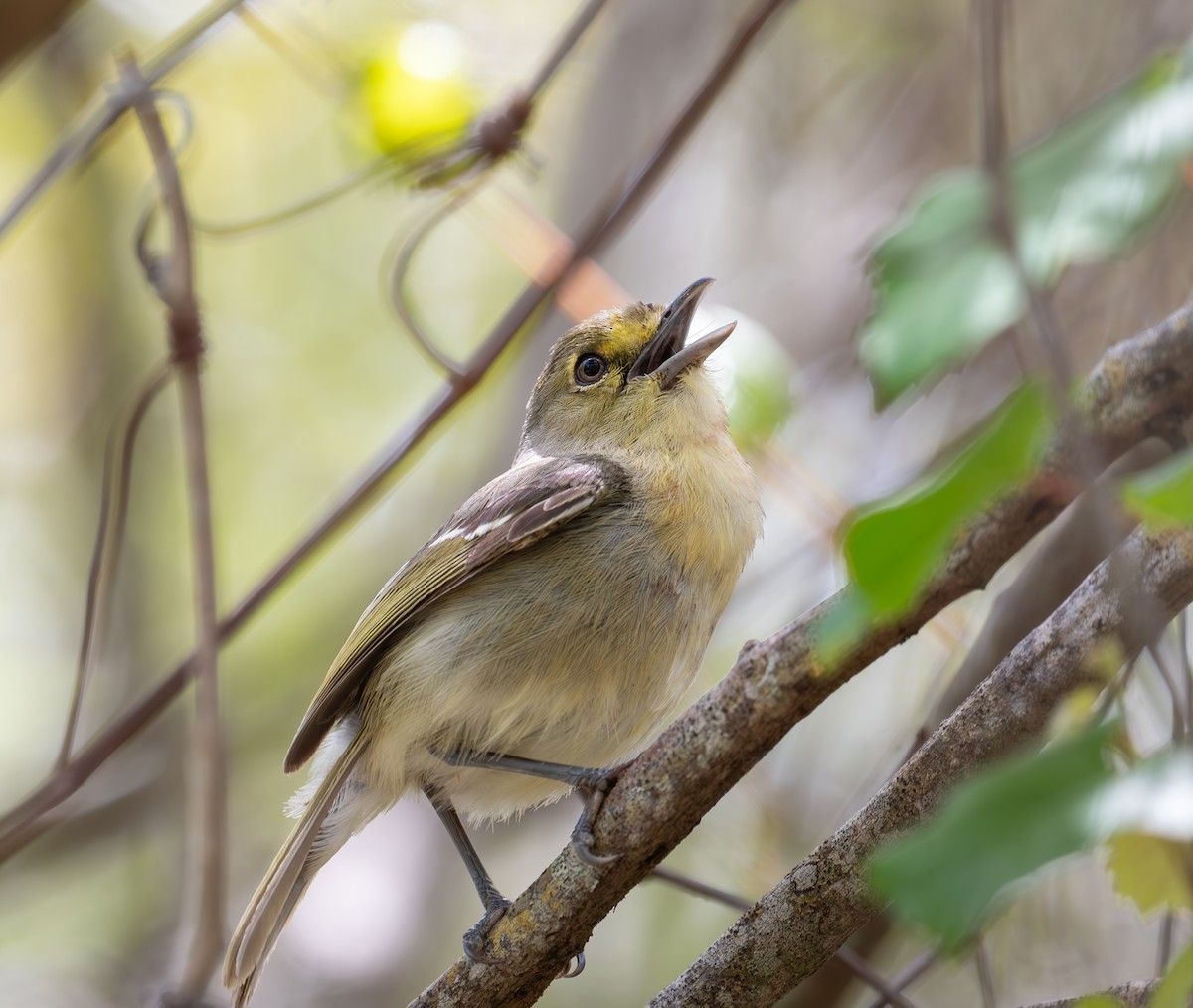 Vireo Piquigrueso - ML634969178