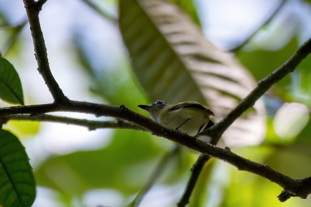 Short-tailed Pygmy-Tyrant - ML634969336