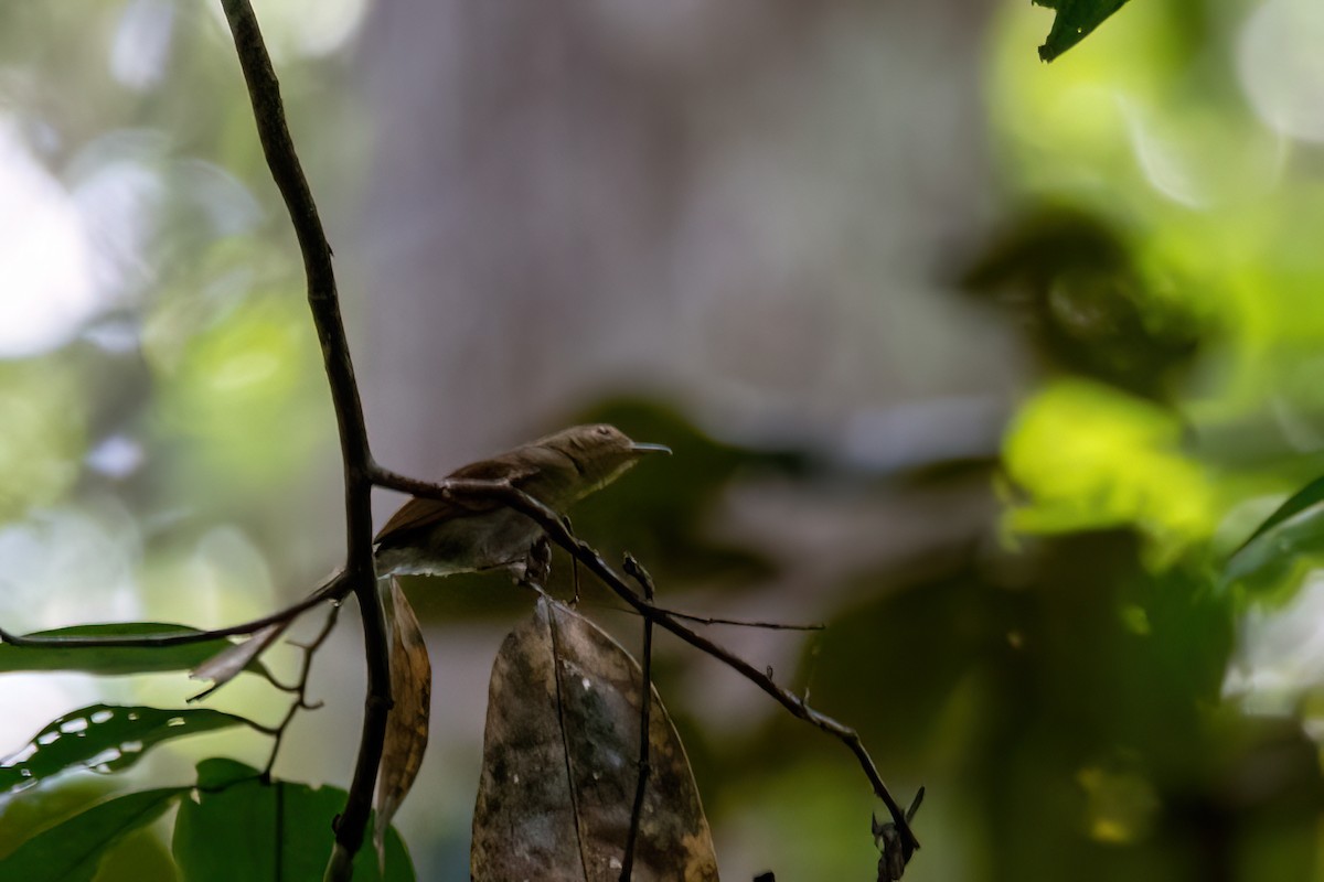Long-winged Antwren - ML634969357