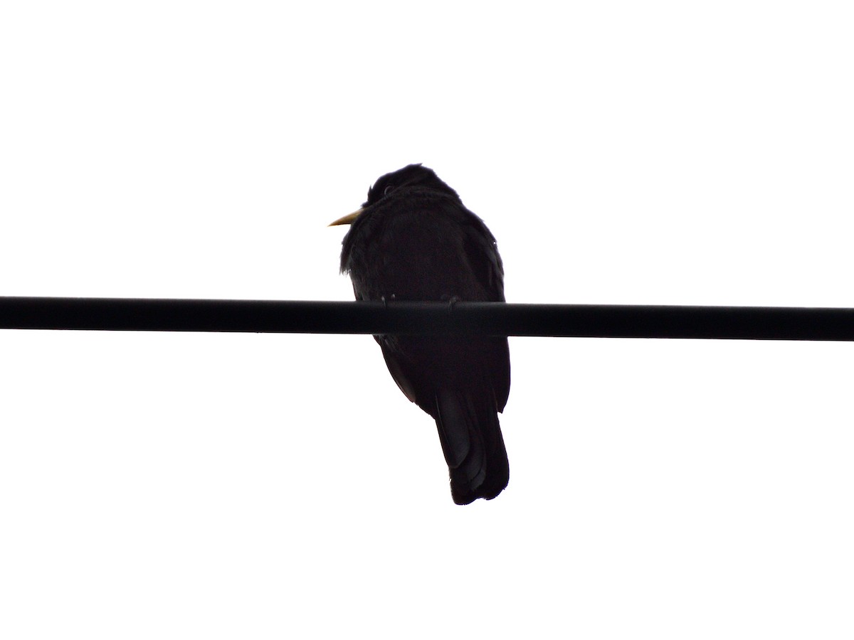 Yellow-billed Nunbird - ML634969368