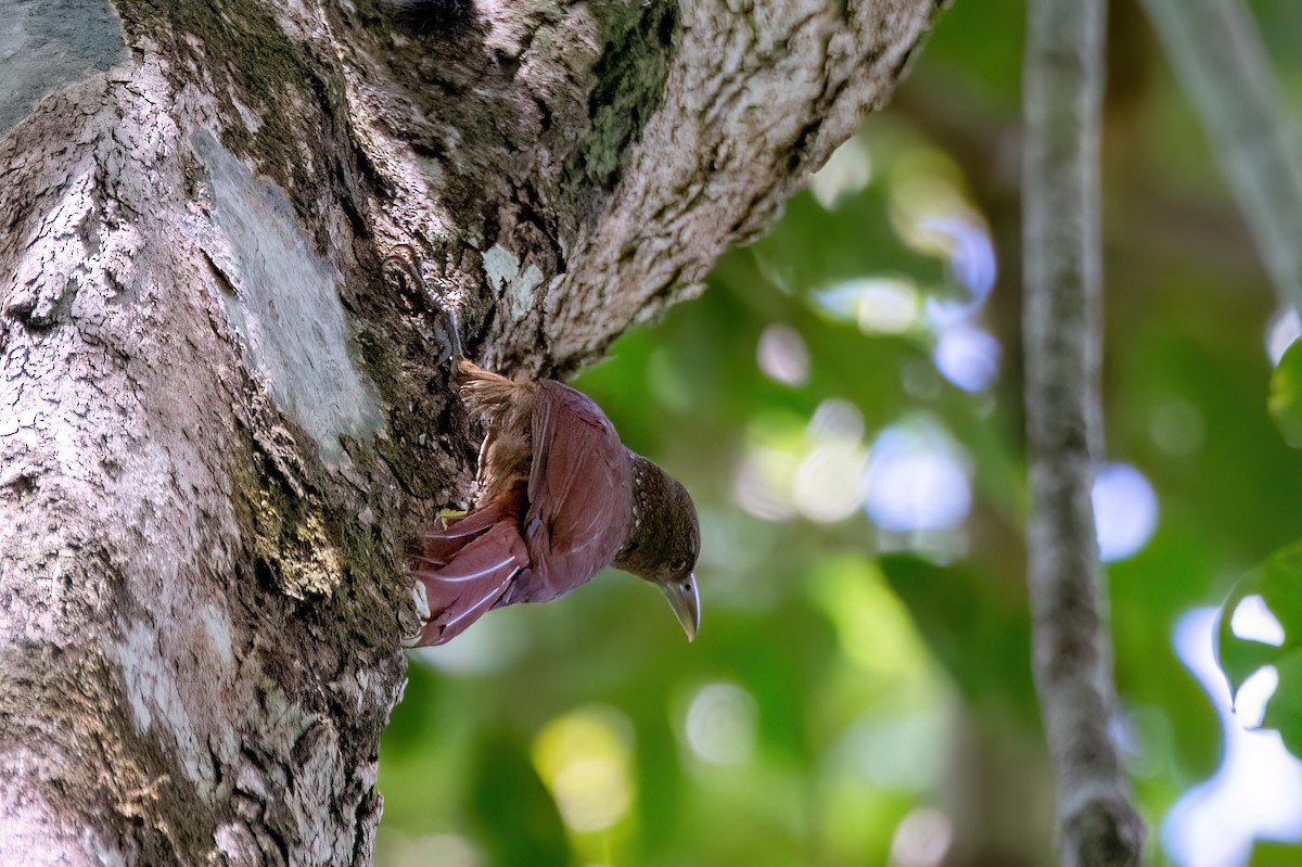 Cinnamon-throated Woodcreeper - ML634969534