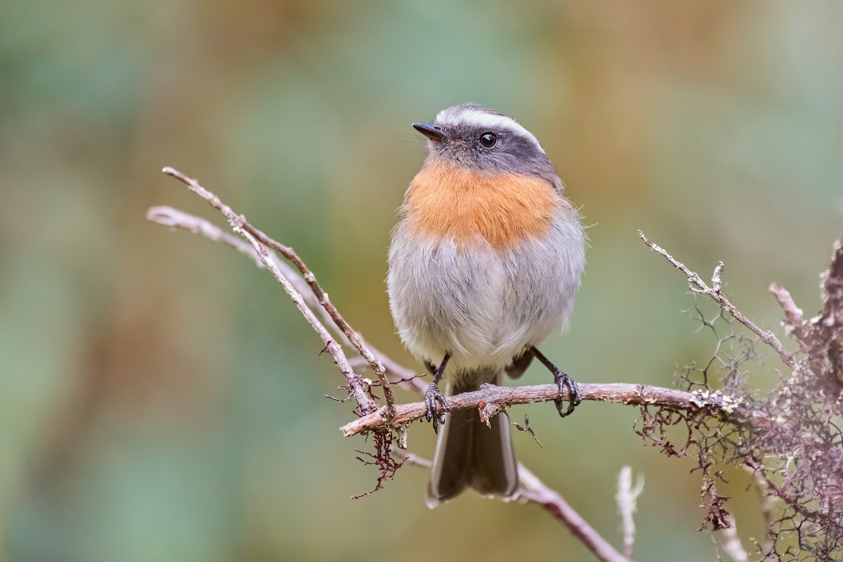 Orangebrust-Schmätzertyrann - ML634969578