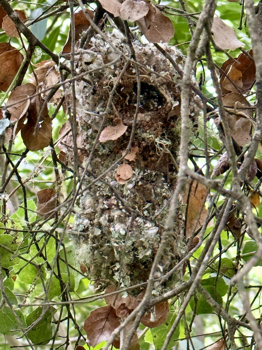 Bushtit - ML634969602
