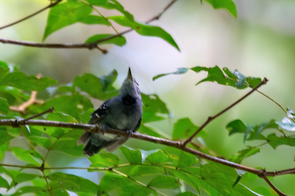 Long-winged Antwren - ML634969759