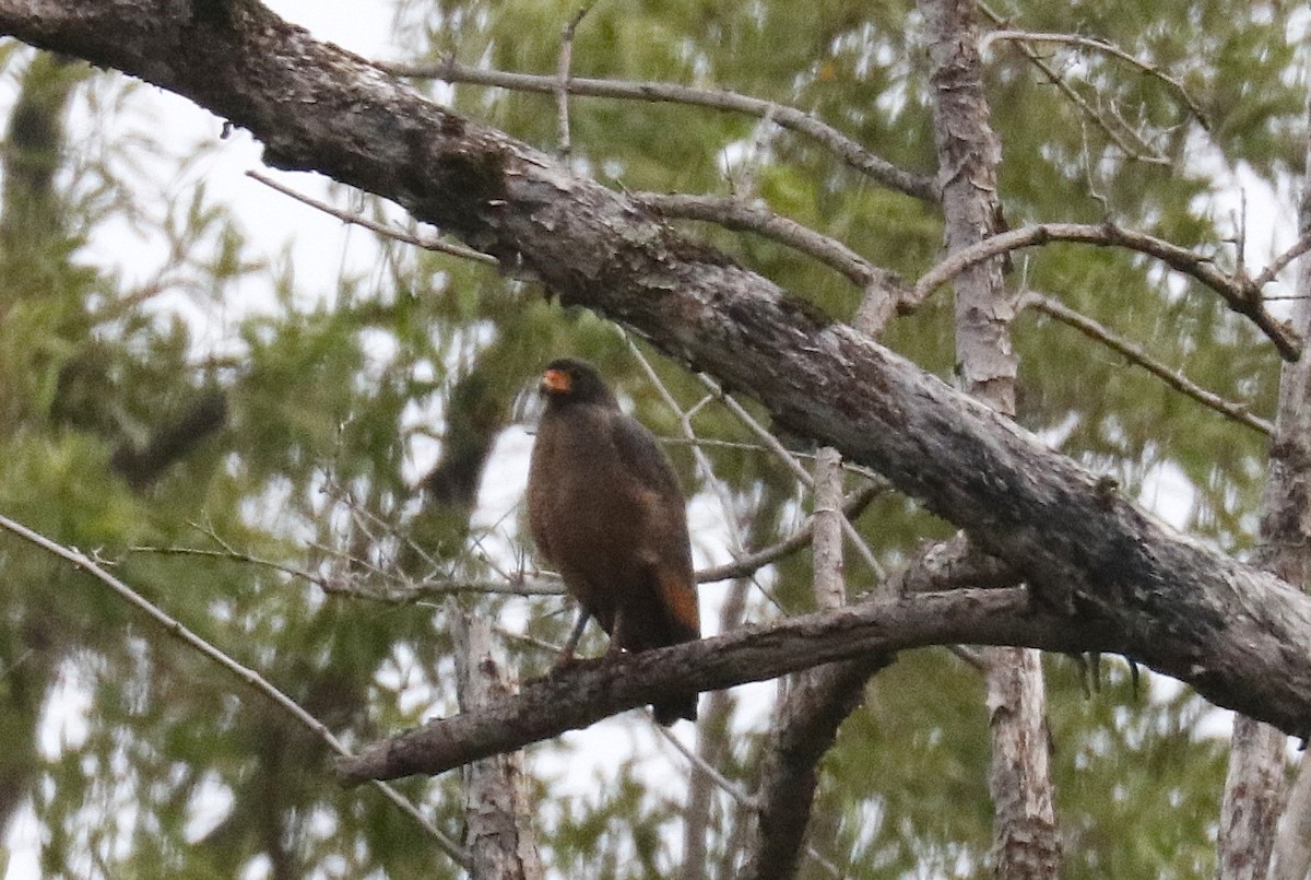 Rufous Crab Hawk - ML634969808