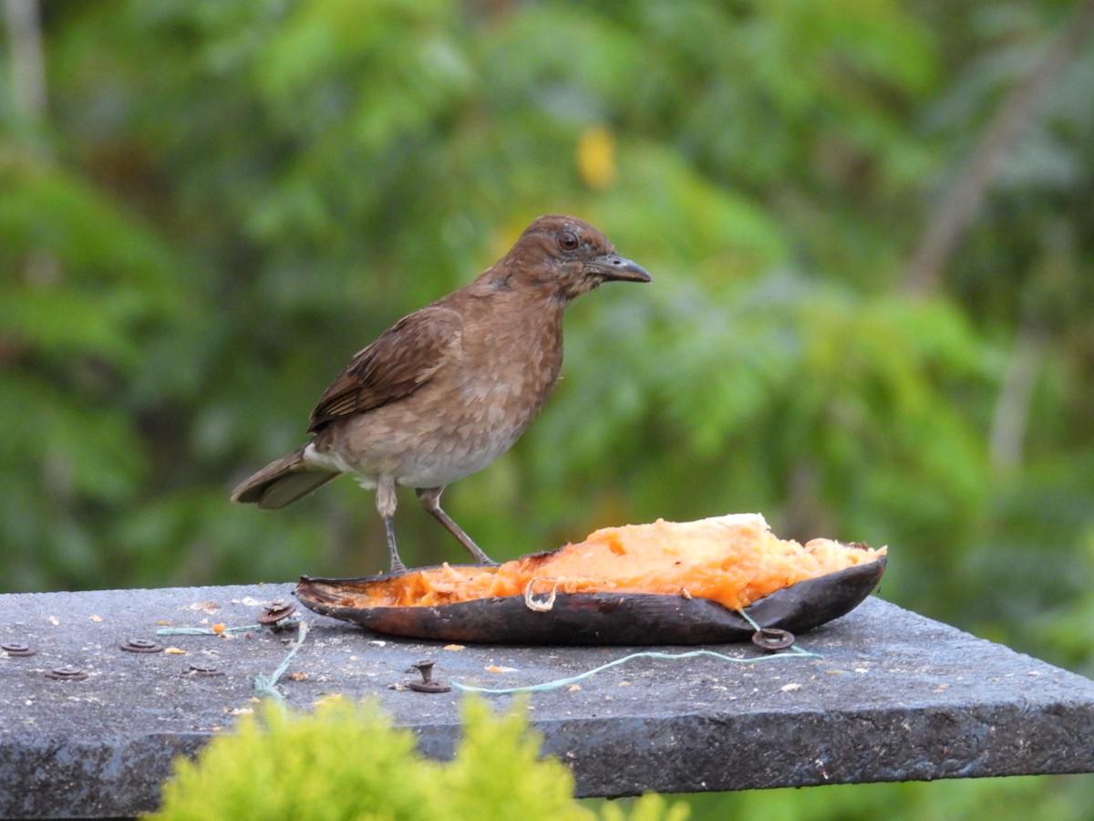 Black-billed Thrush - ML634969899