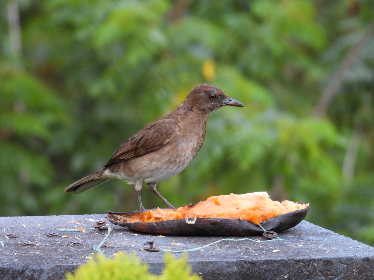 Black-billed Thrush - ML634969900