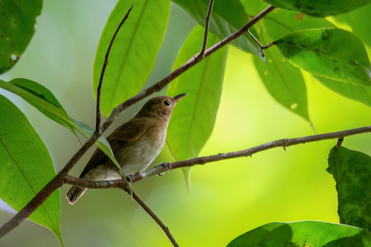 Long-winged Antwren - ML634969933