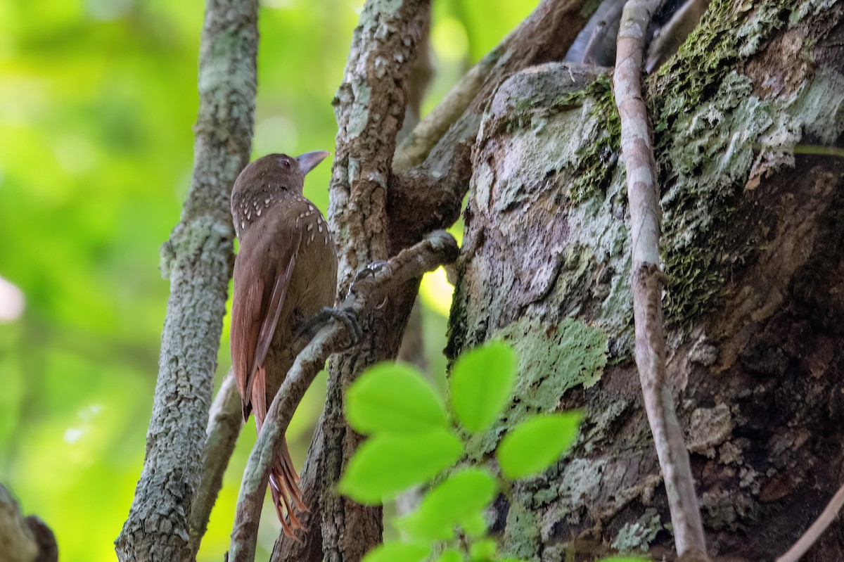 Cinnamon-throated Woodcreeper - ML634969953