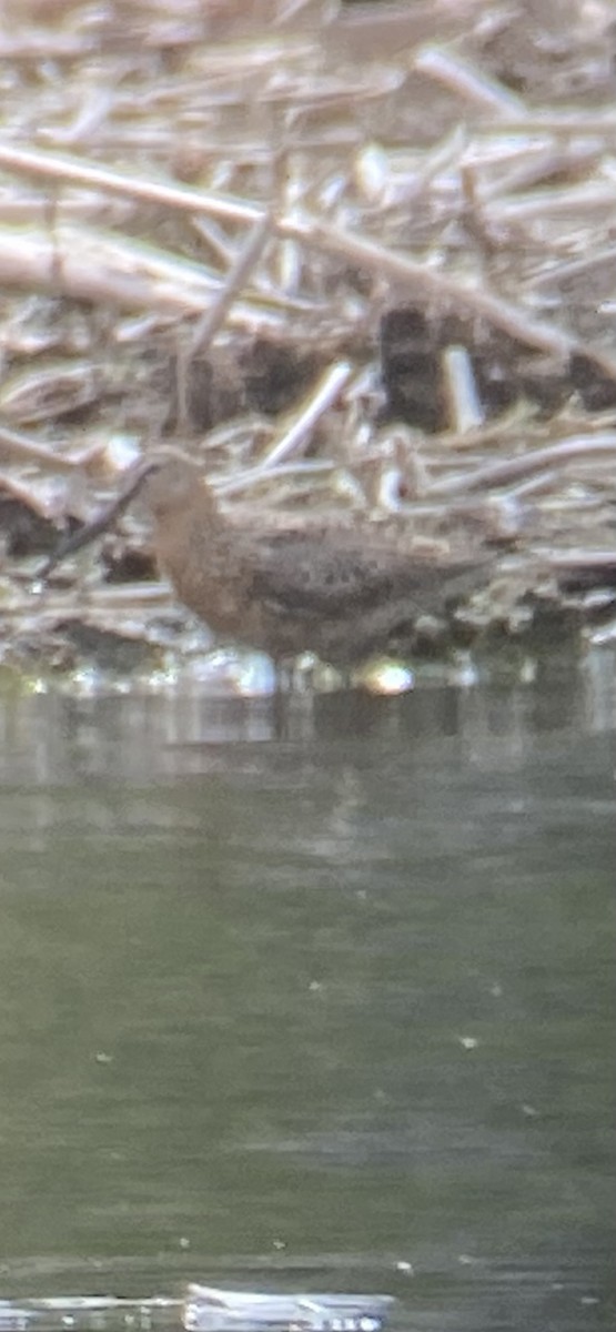 Short-billed Dowitcher - ML634969969