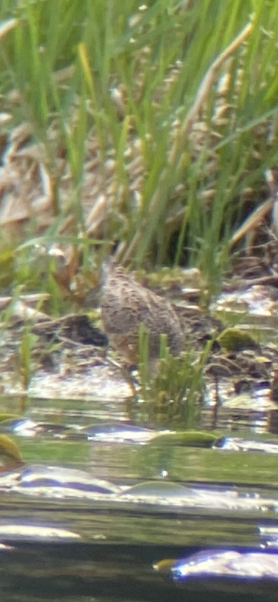 Short-billed Dowitcher - ML634969970