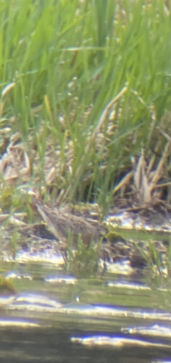 Short-billed Dowitcher - ML634969971