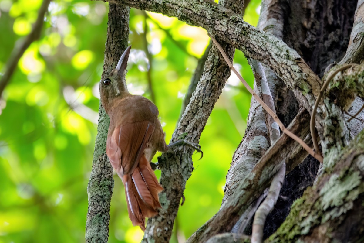 Red-billed Woodcreeper - ML634969972