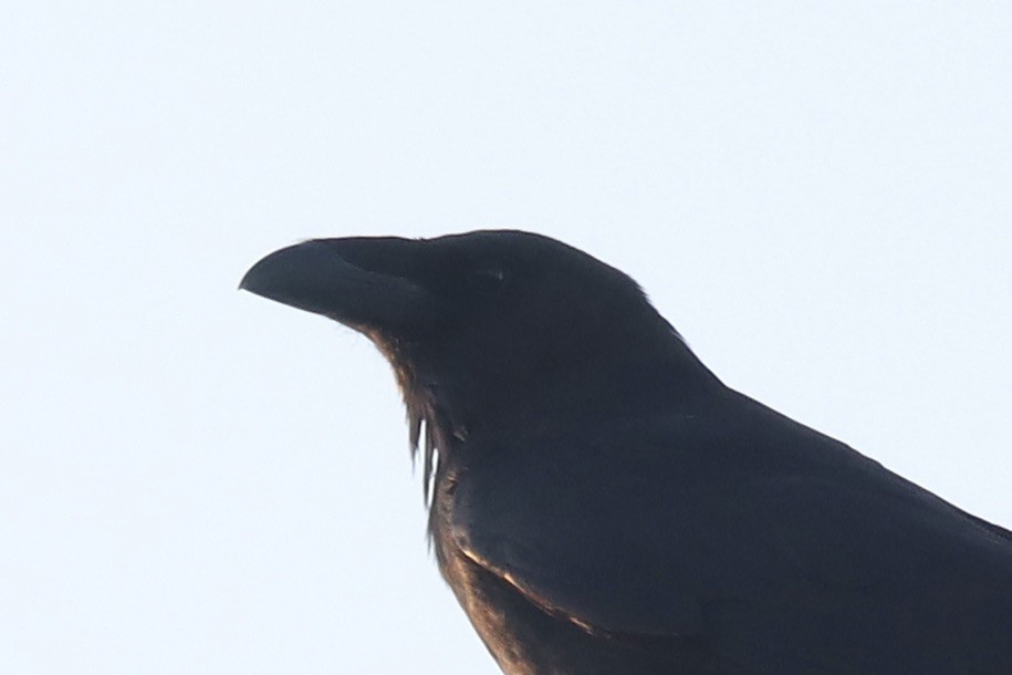 Corbeau à cou blanc - ML634969995