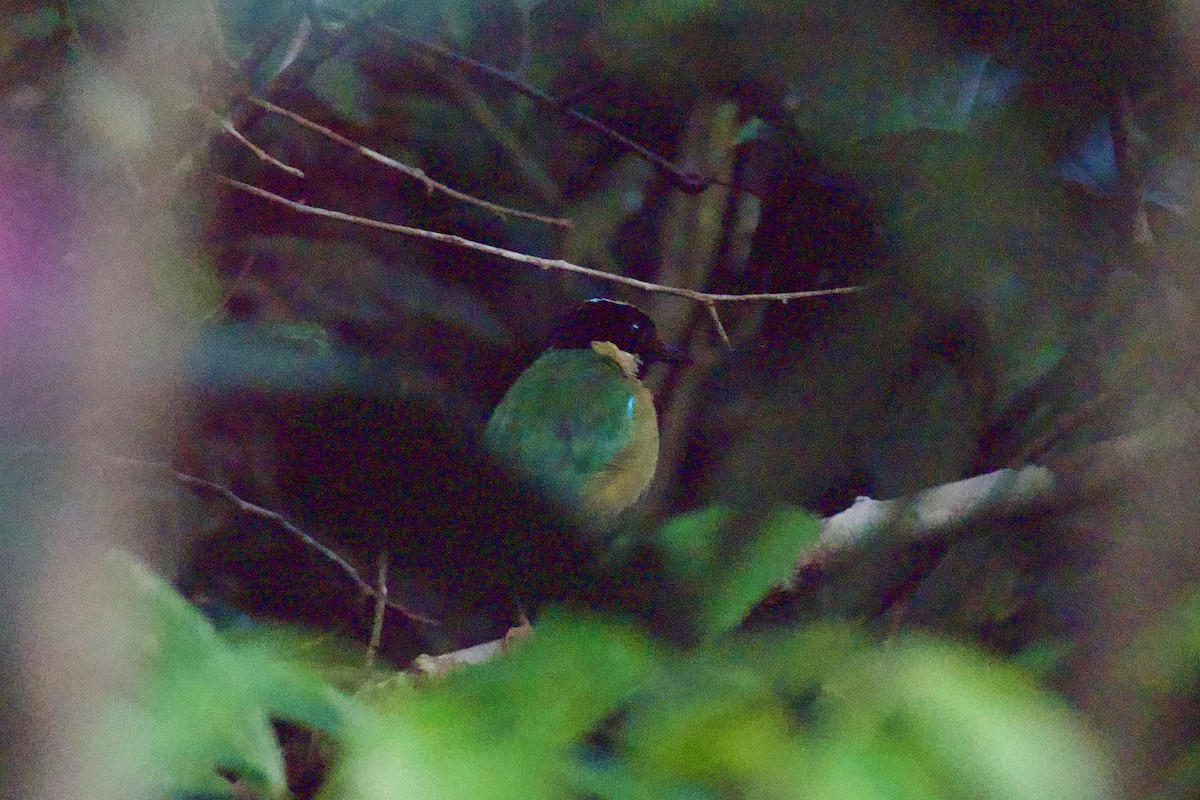 Ornate Pitta - ML634970062