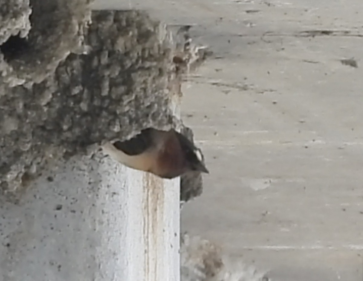 Cliff Swallow - ML634970068