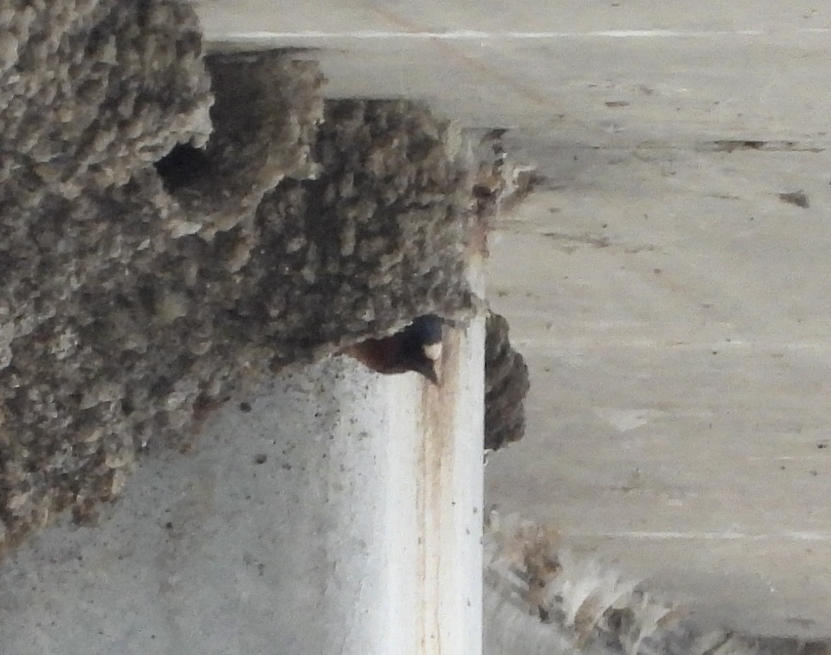 Cliff Swallow - ML634970074