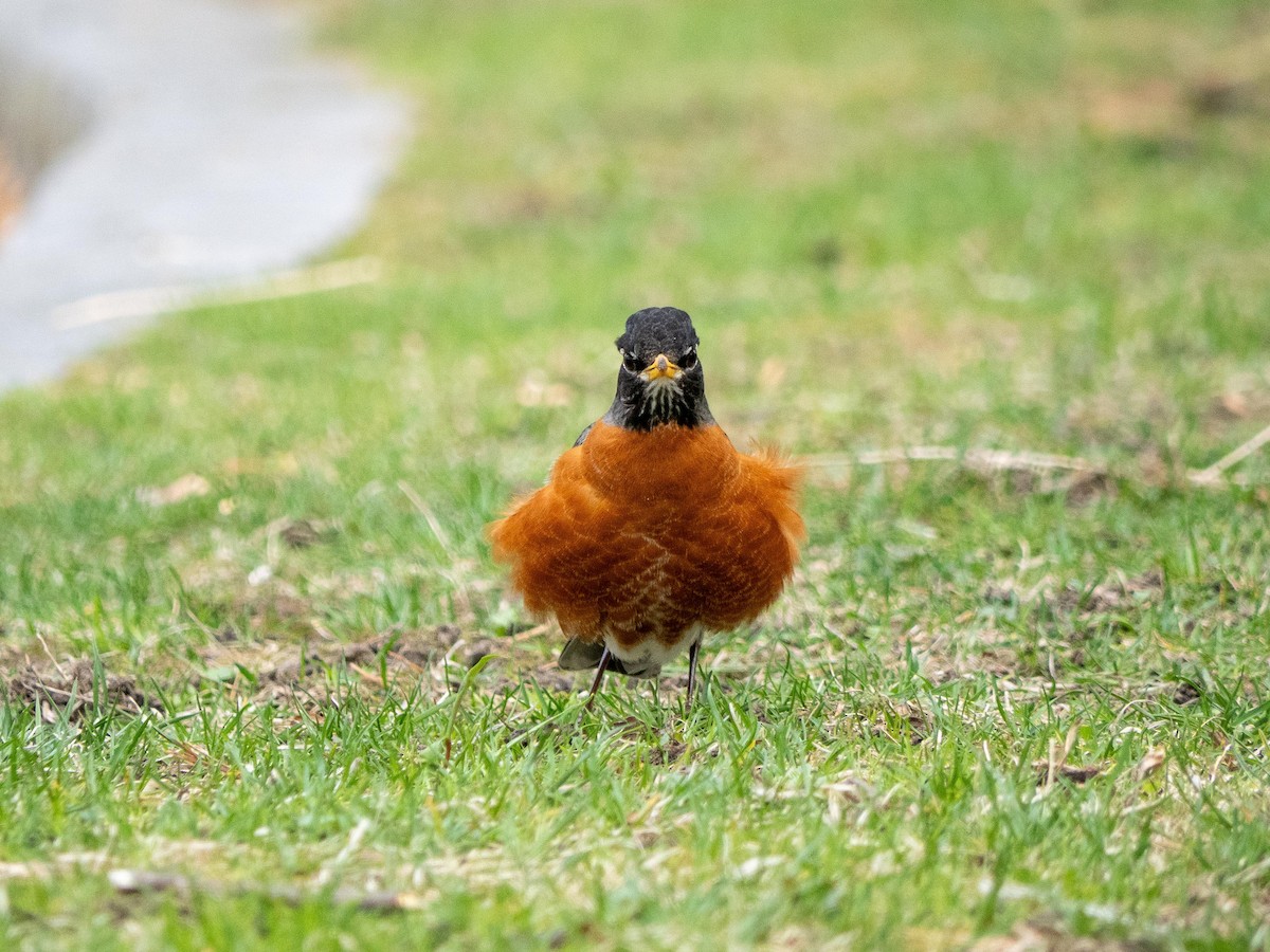 American Robin - ML634970122