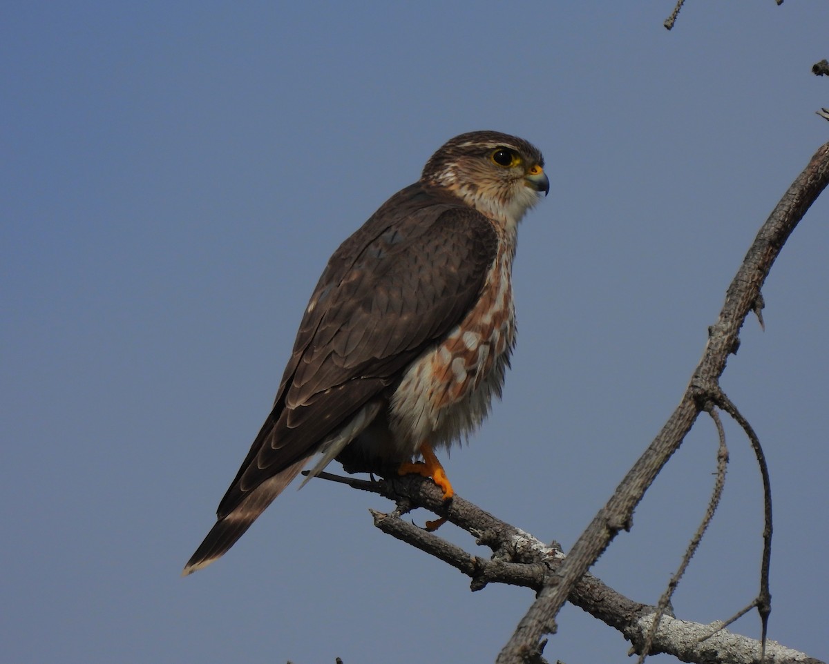 Хайргууна шонхор - ML634970173