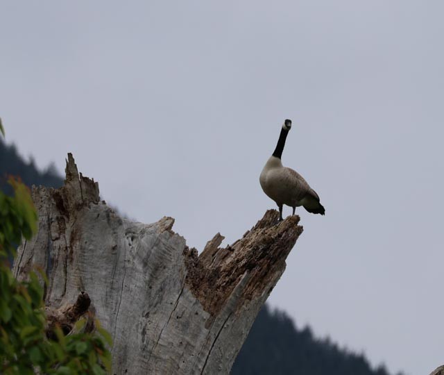 Canada Goose - ML634970423