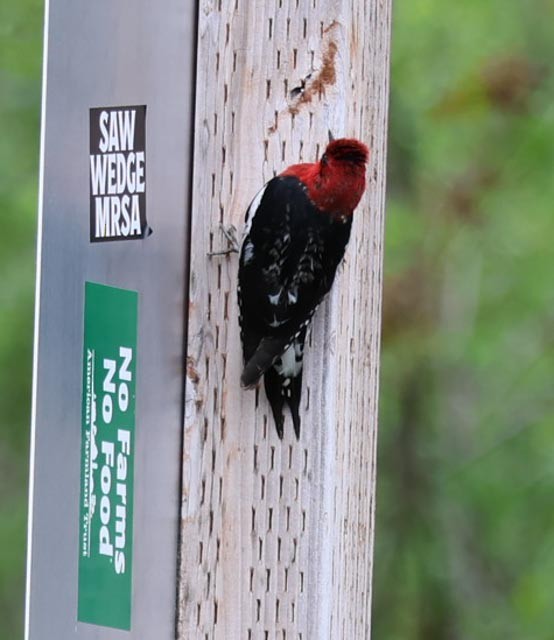 Red-breasted Sapsucker - ML634970486