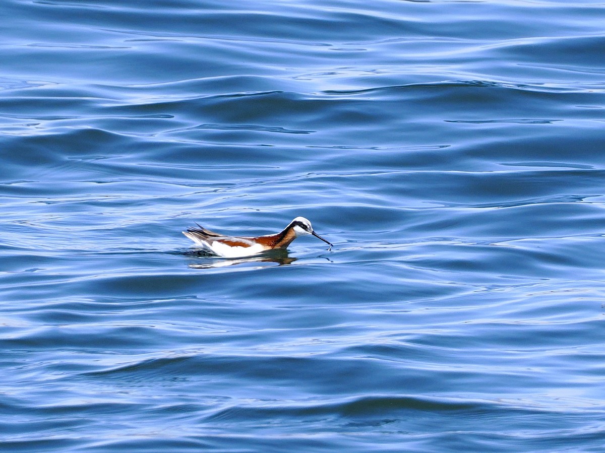 Wilson's Phalarope - ML634970493