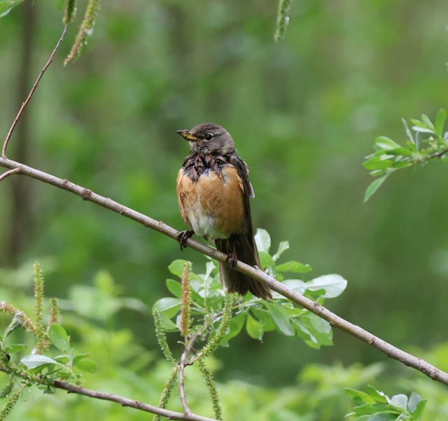 American Robin - ML634970528