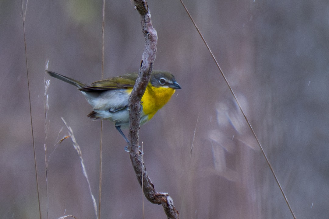 Yellow-breasted Chat - ML634970633