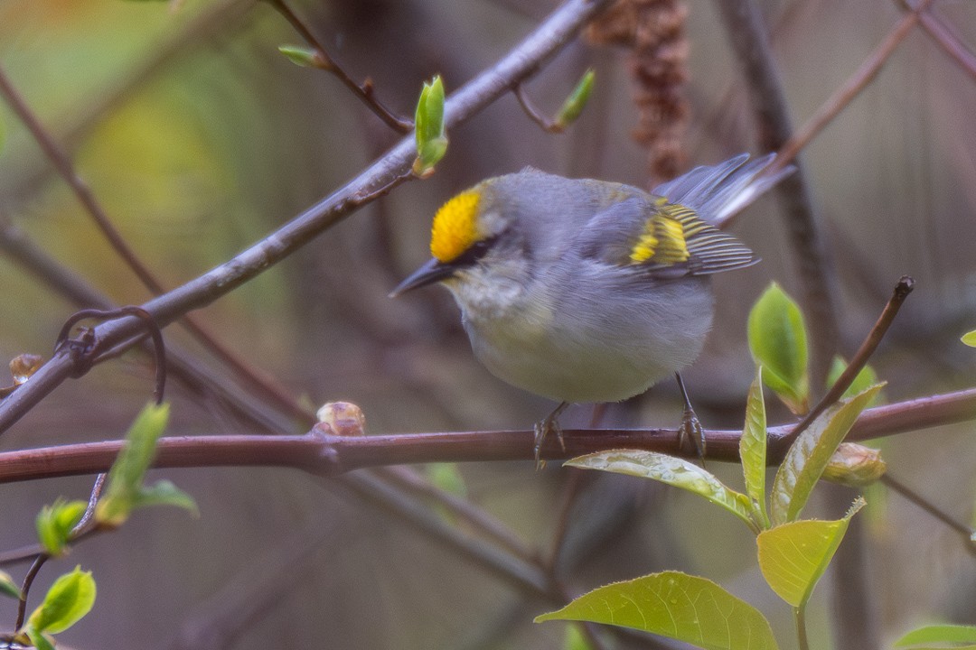 Brewster's Warbler (hybrid) - ML634970653