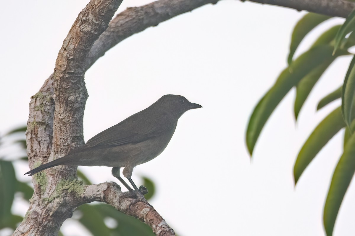 Black-billed Thrush - ML634970826