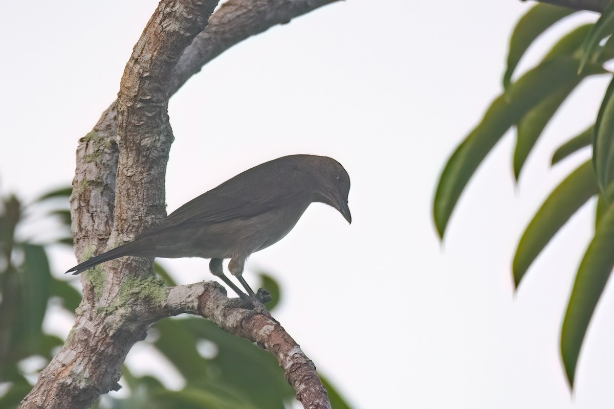 Black-billed Thrush - ML634970827