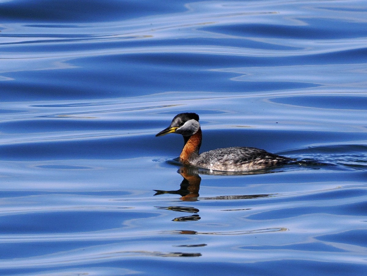 Red-necked Grebe - ML634970900