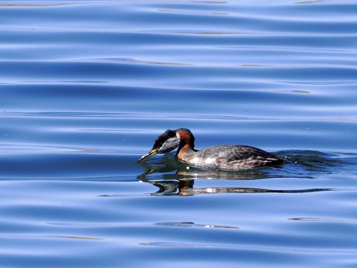 Red-necked Grebe - ML634970901