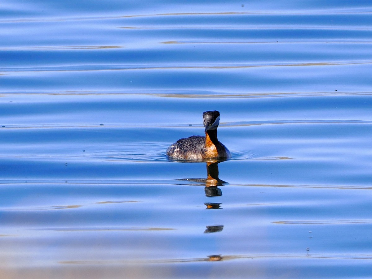 Red-necked Grebe - ML634970902