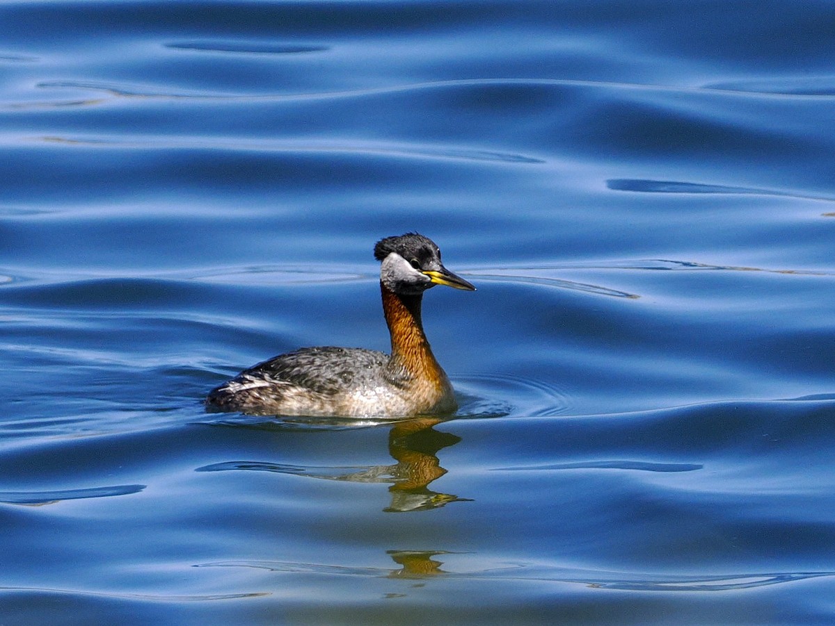 Red-necked Grebe - ML634970903