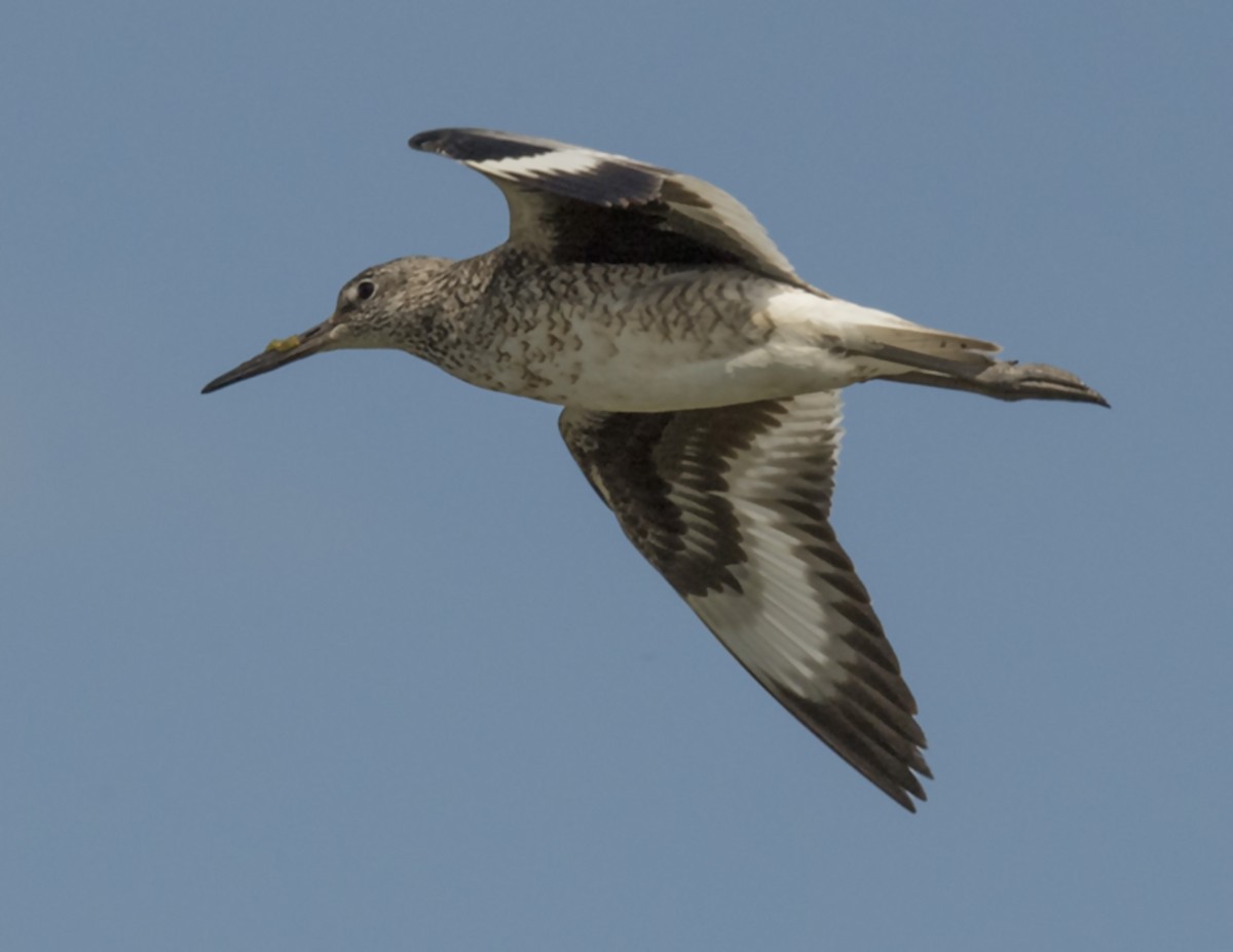 Willet - ML63497091