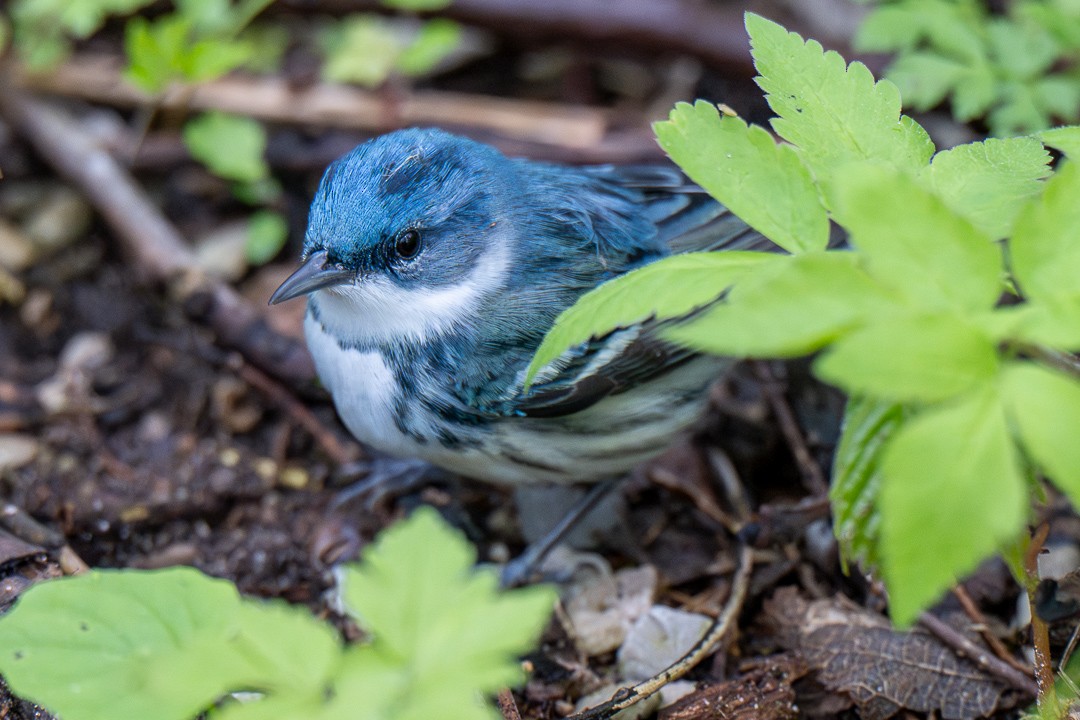Cerulean Warbler - ML634971030