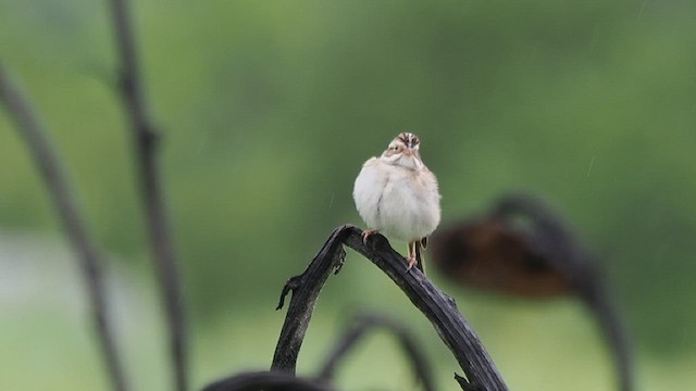 Clay-colored Sparrow - ML634971036